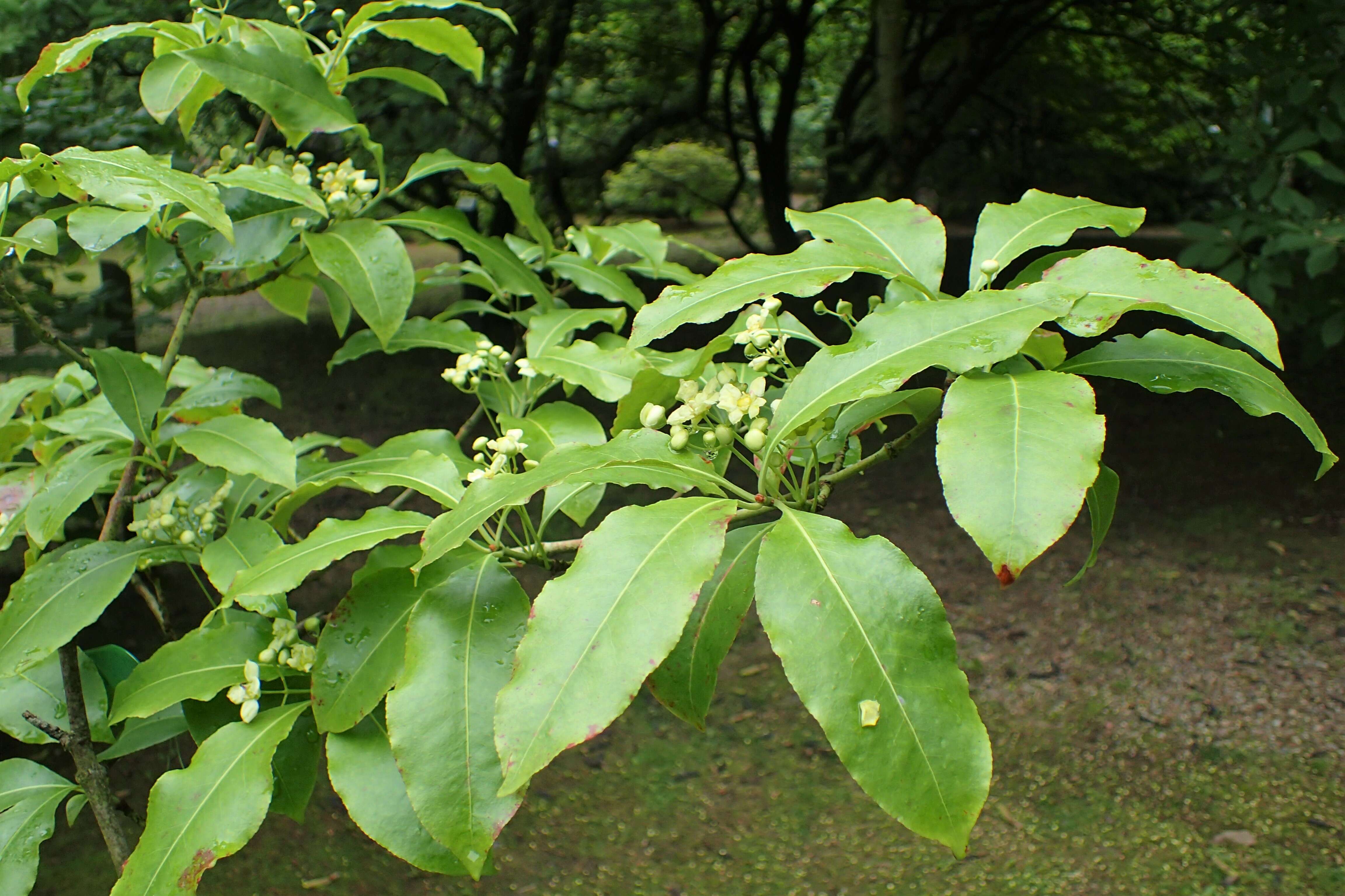 Слика од Euonymus carnosus Hemsl.