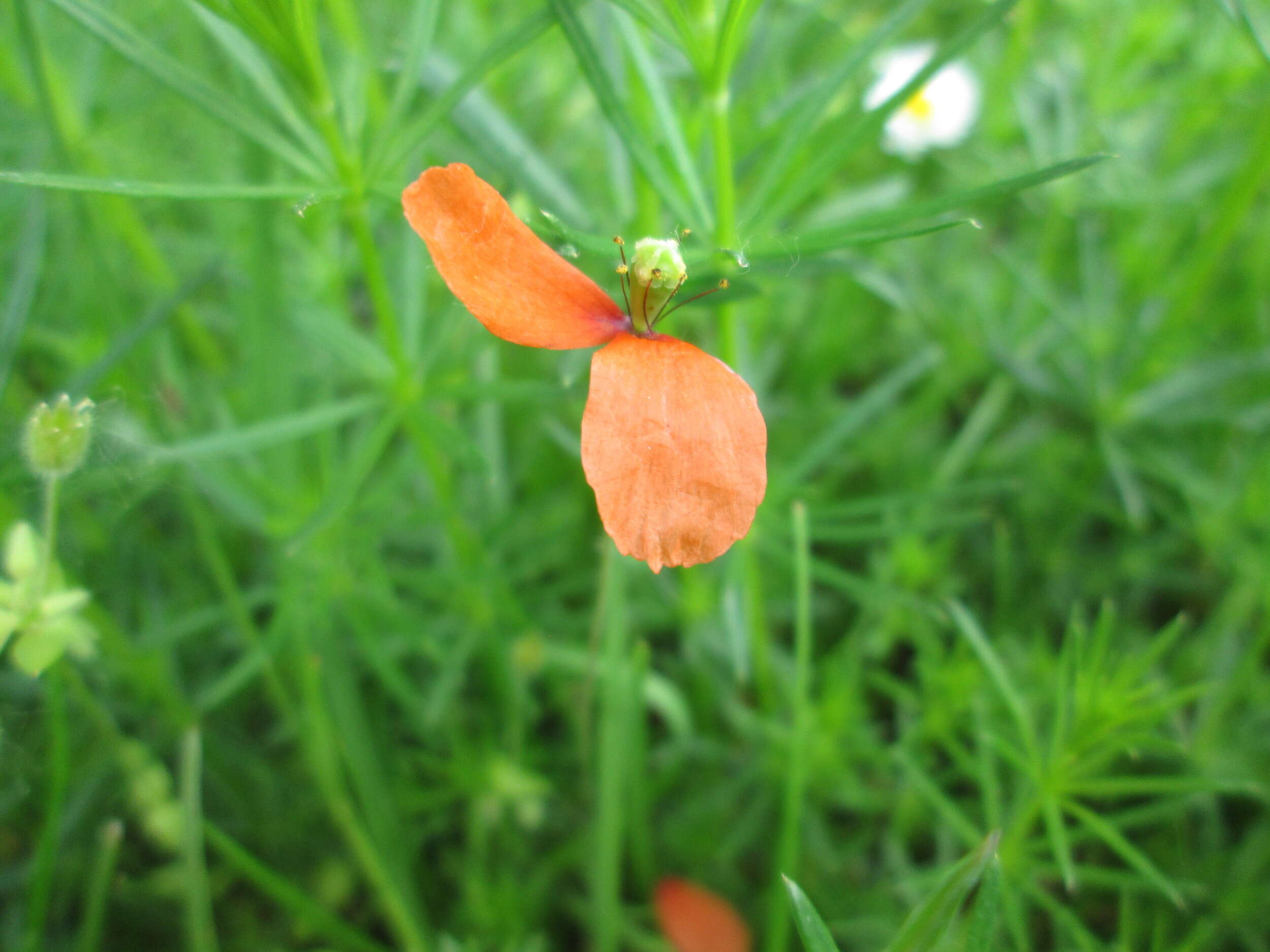 Image of Long-headed Poppy