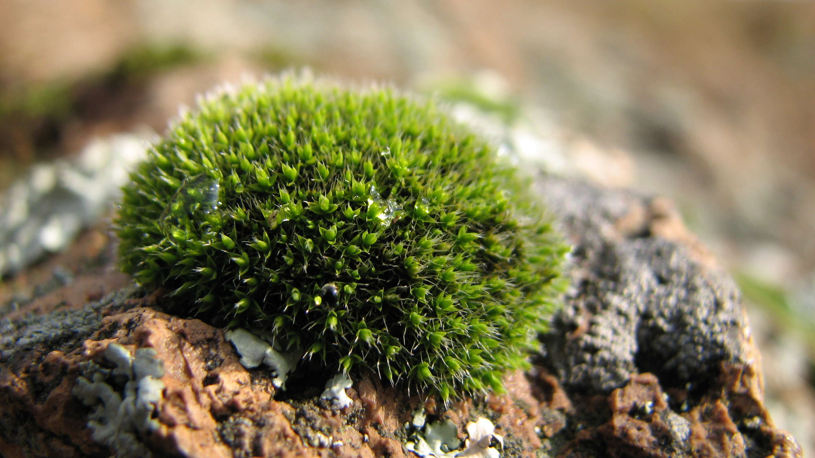 Image of pulvinate dry rock moss