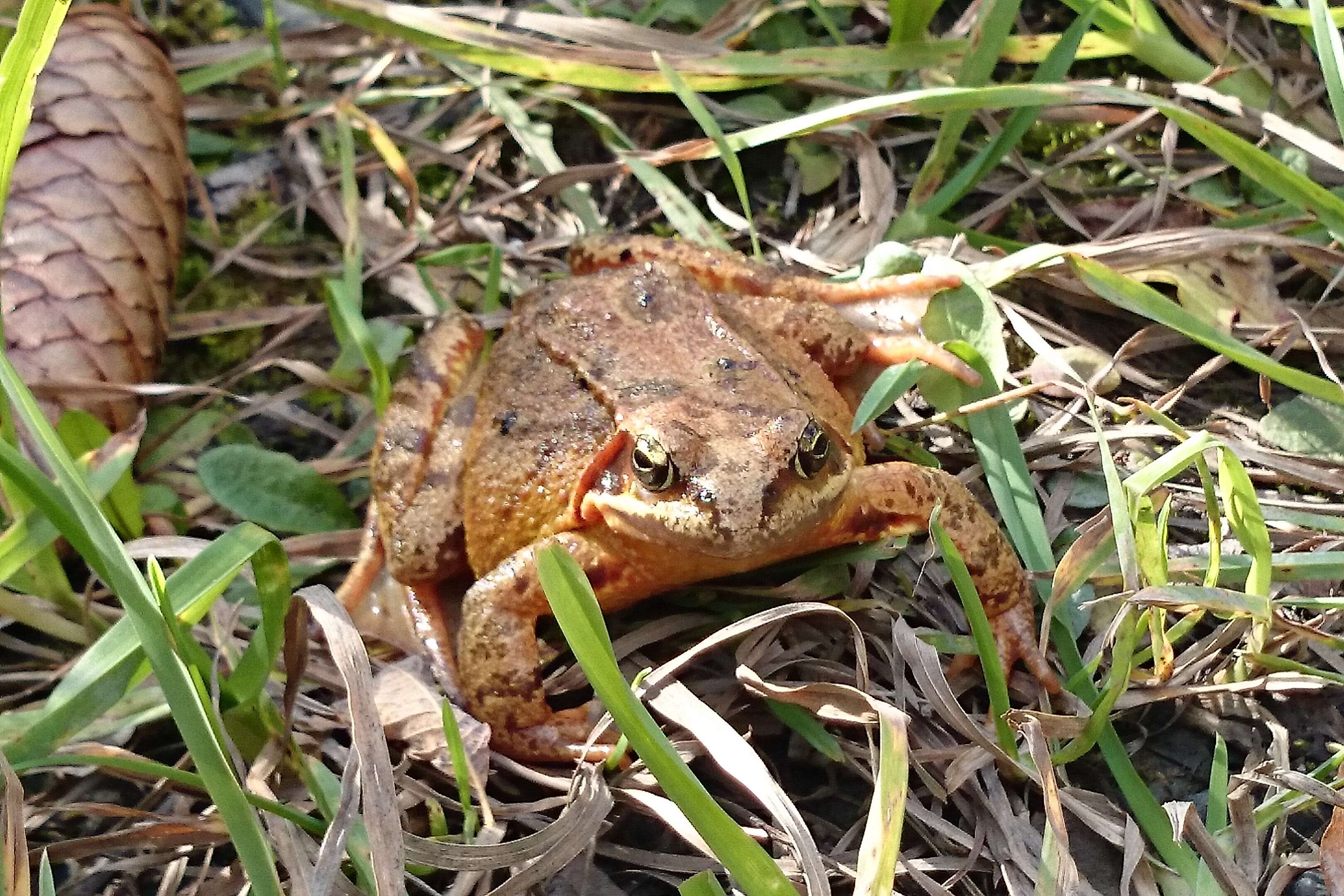 Bayağı kurbağa resmi