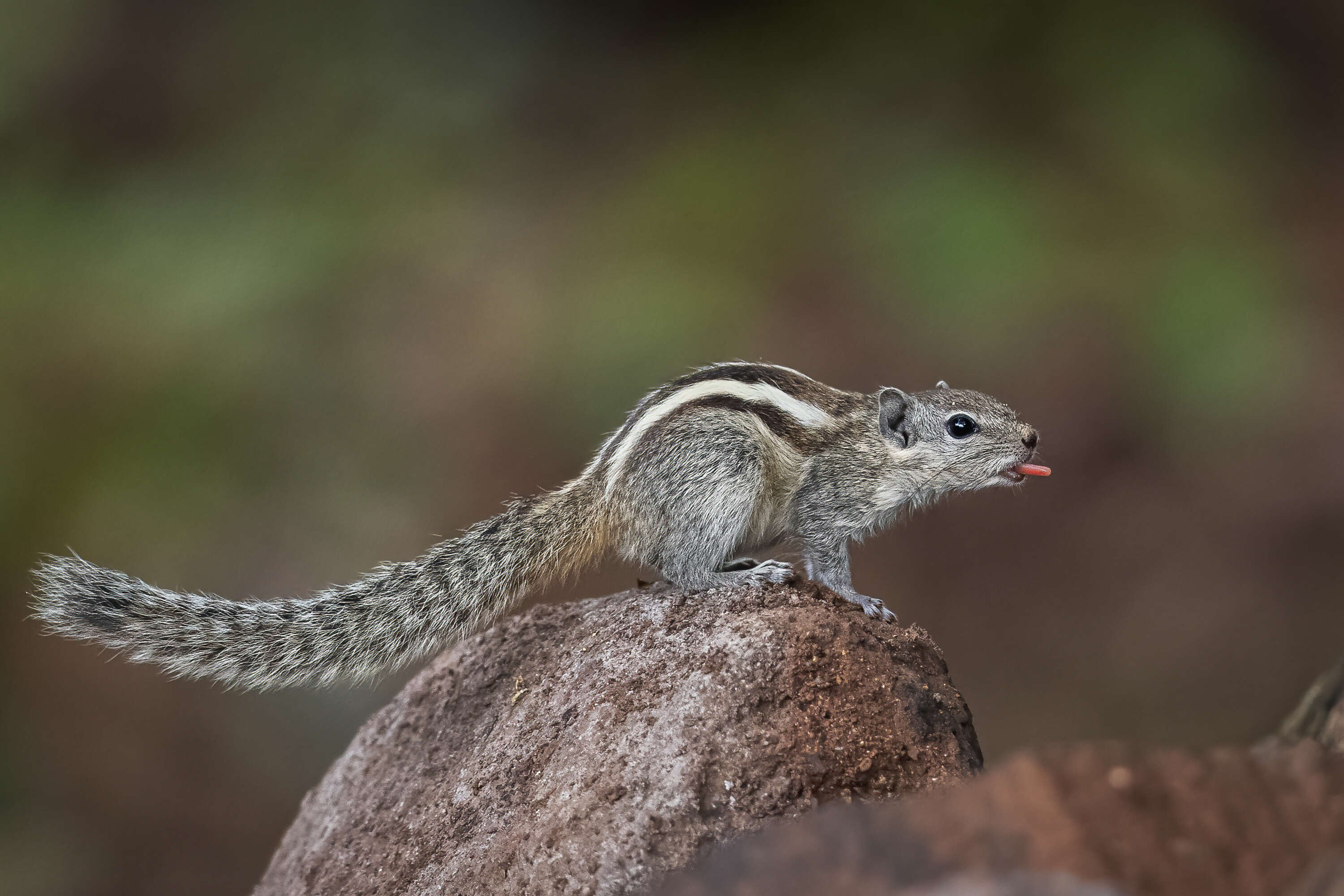 Image of Indian palm squirrel