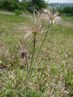 Imagem de Pulsatilla cernua (Thunb.) Bercht. & Presl