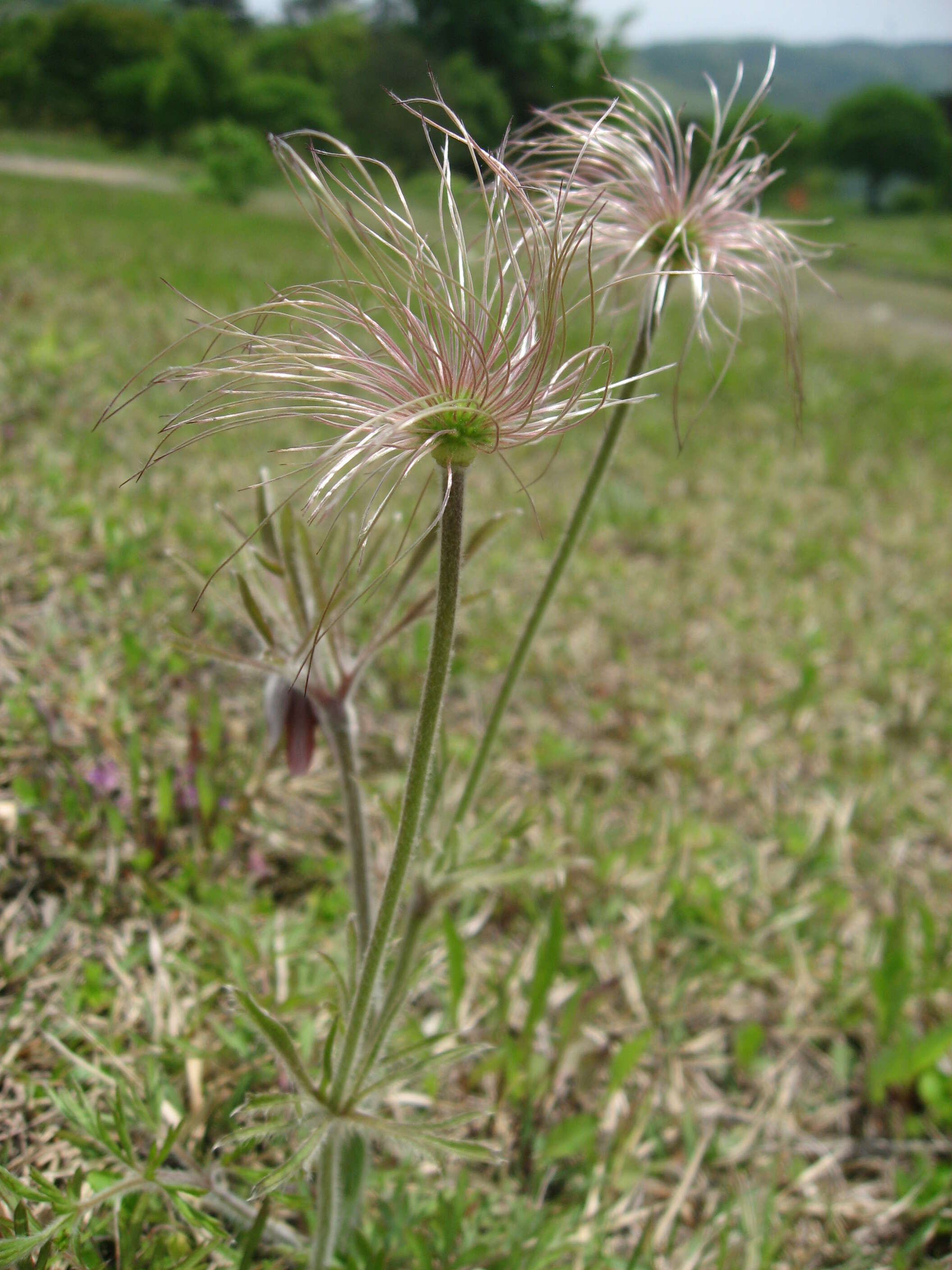 Image of narrow-leaf pasque-flower