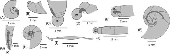 Image of Nautilida Agassiz 1847