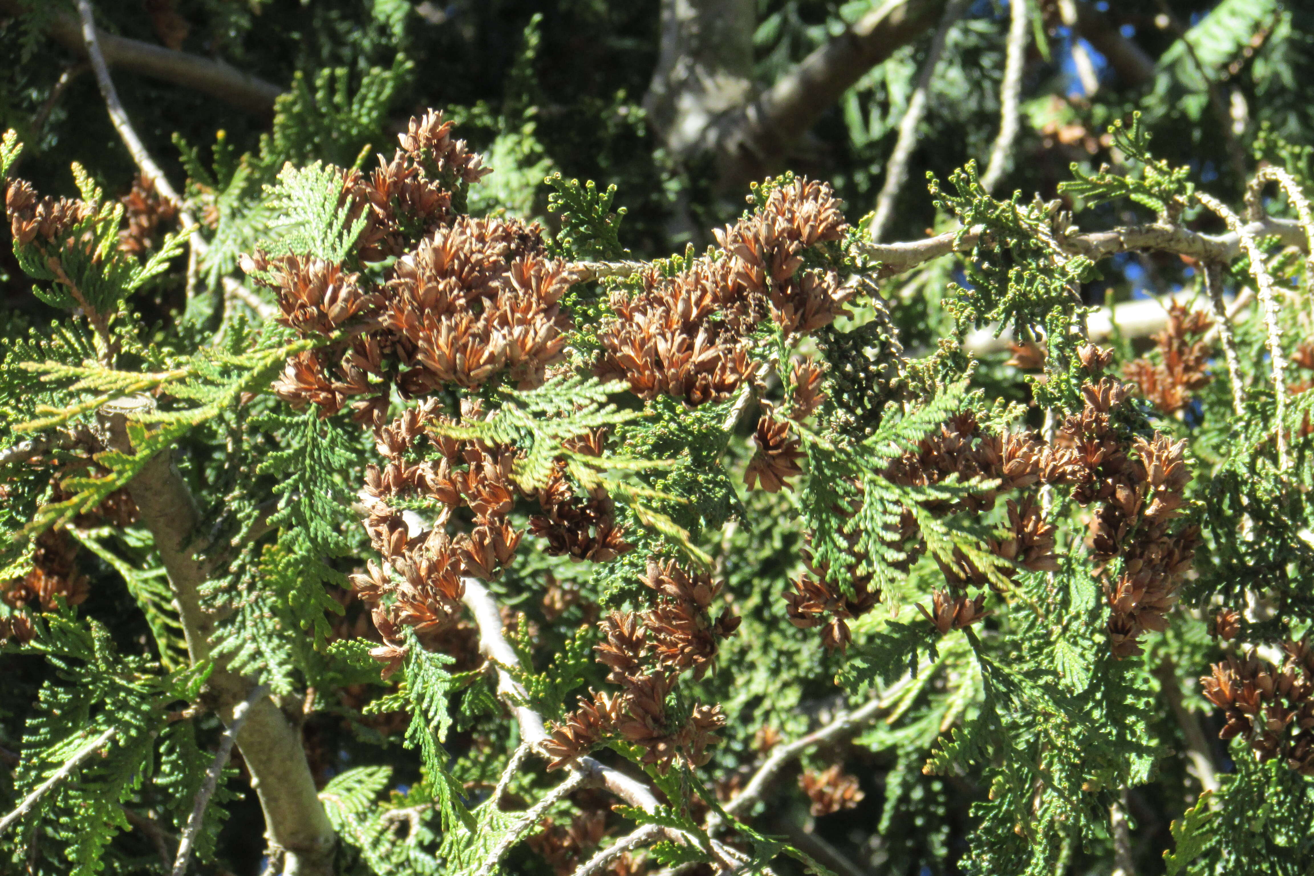 Imagem de Thuja plicata Donn ex D. Don