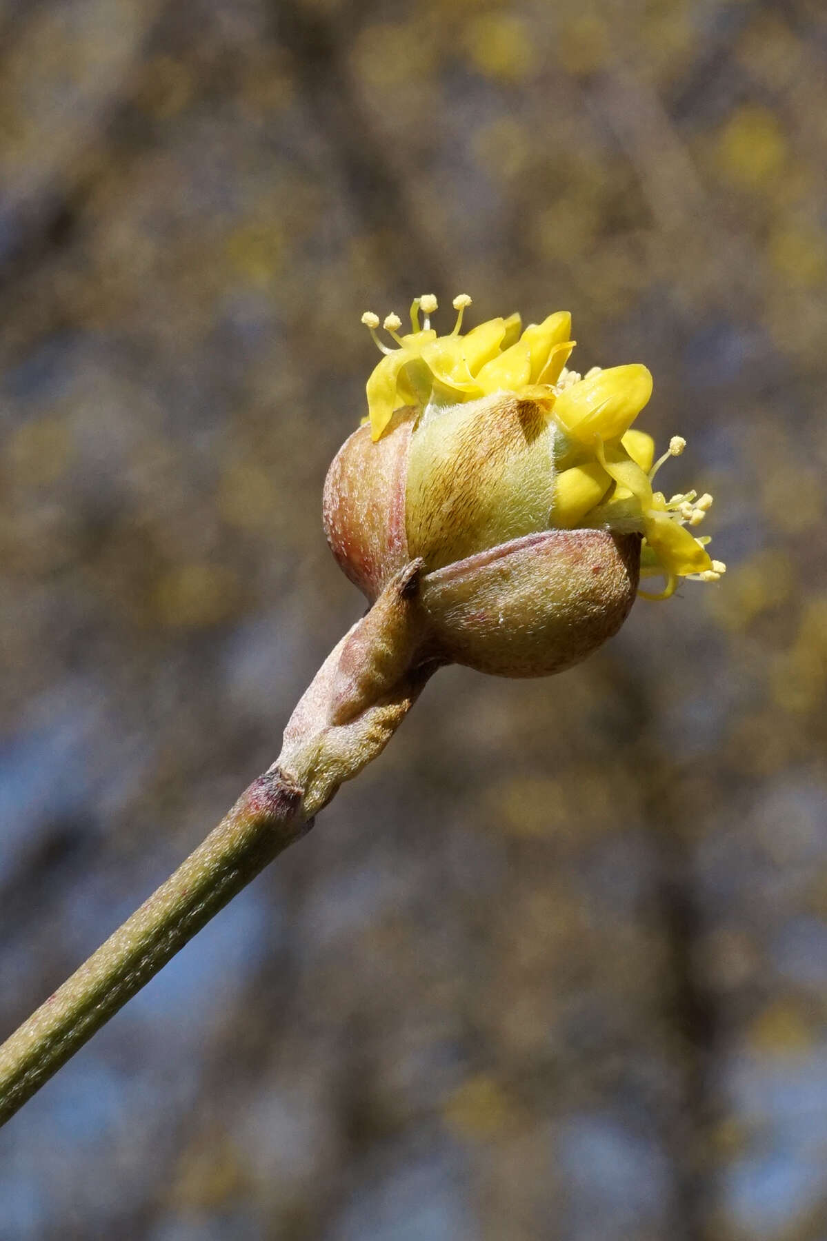 Image of Cornelian cherry dogwood