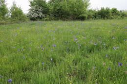 Image of German Iris