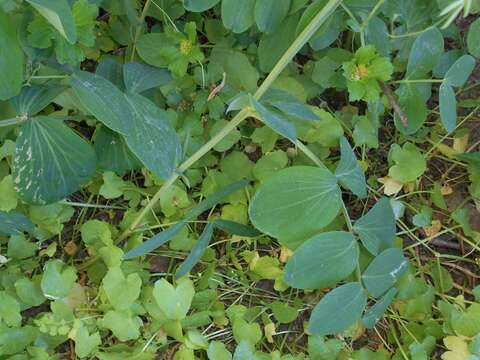 Image of Lathyrus pisiformis L.