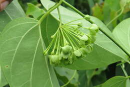 Image of Marsdenia volubilis (L. fil.) Cooke