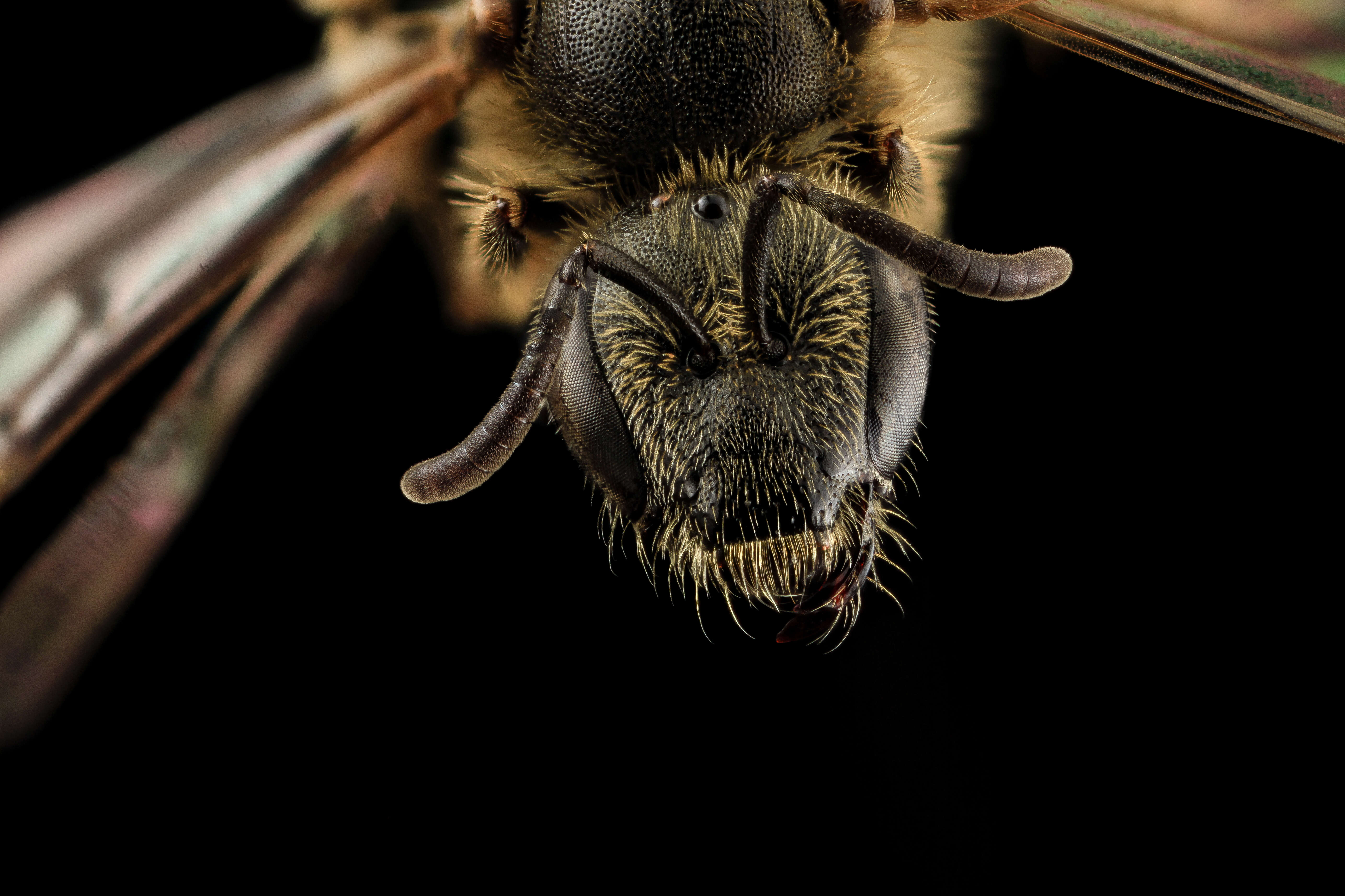 Plancia ëd Lasioglossum albipes (Fabricius 1781)