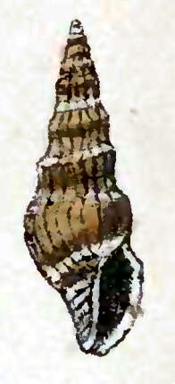 Image of Paradrillia patruelis (E. A. Smith 1875)