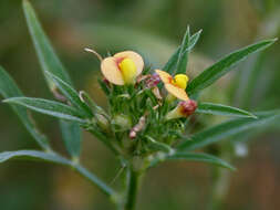 Image of shrubby pencilflower