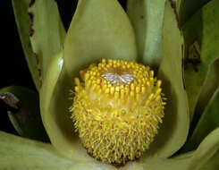 Image de Leucadendron laureolum (Lam.) Fourc.