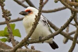 Image of Chaplin's Barbet