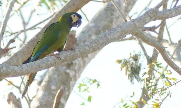 Image of Golden-collared Macaw