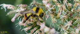 Image of Bombus ignitus Smith 1869