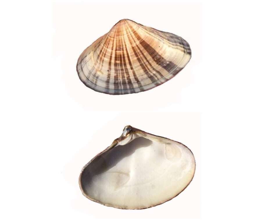 Image of Pismo clam