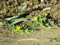 Image of Bushy Cinquefoil