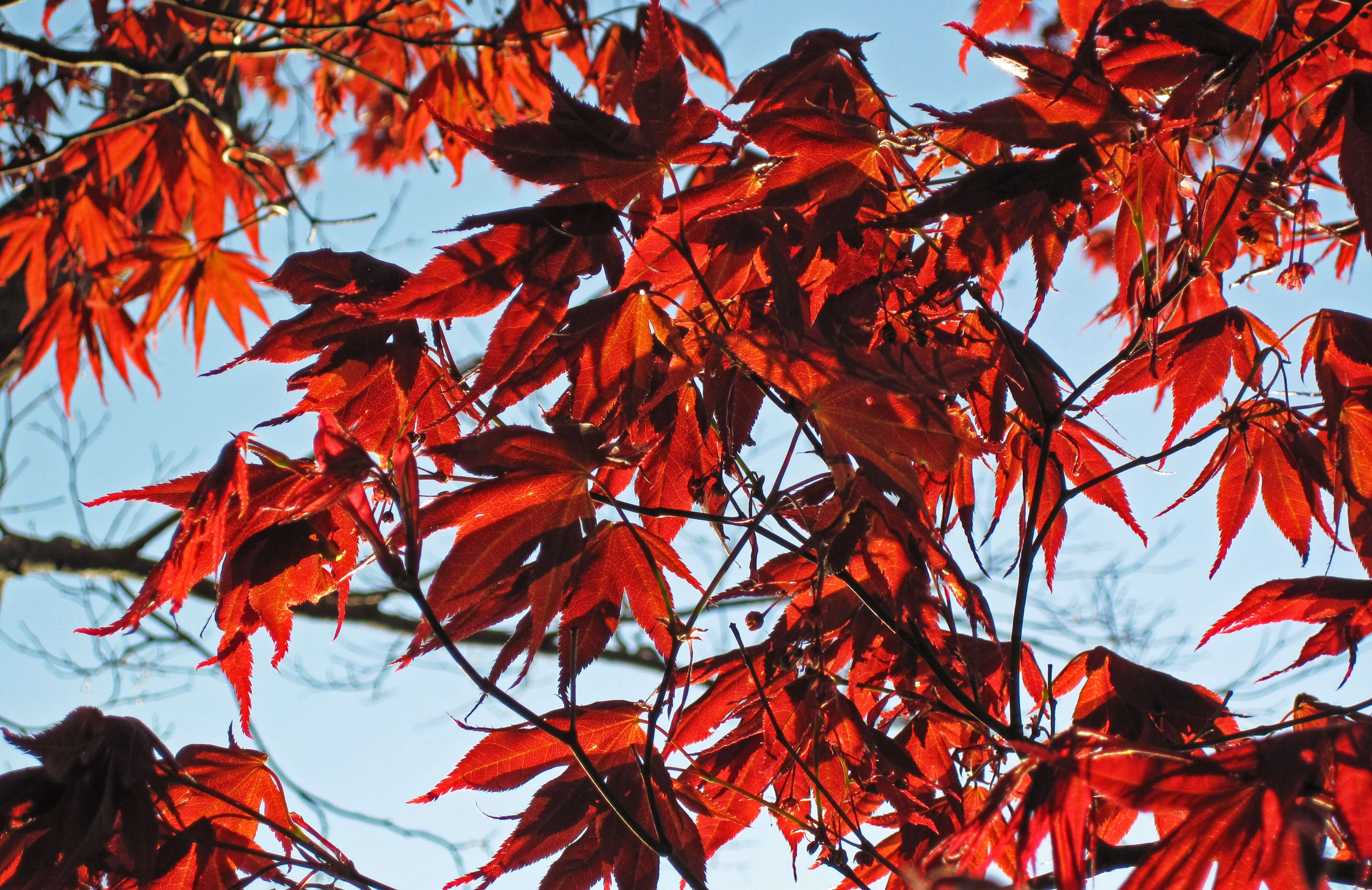 Image of Japanese maple