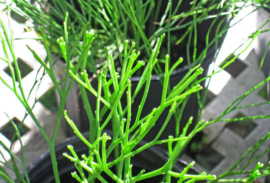 Image of whisk fern