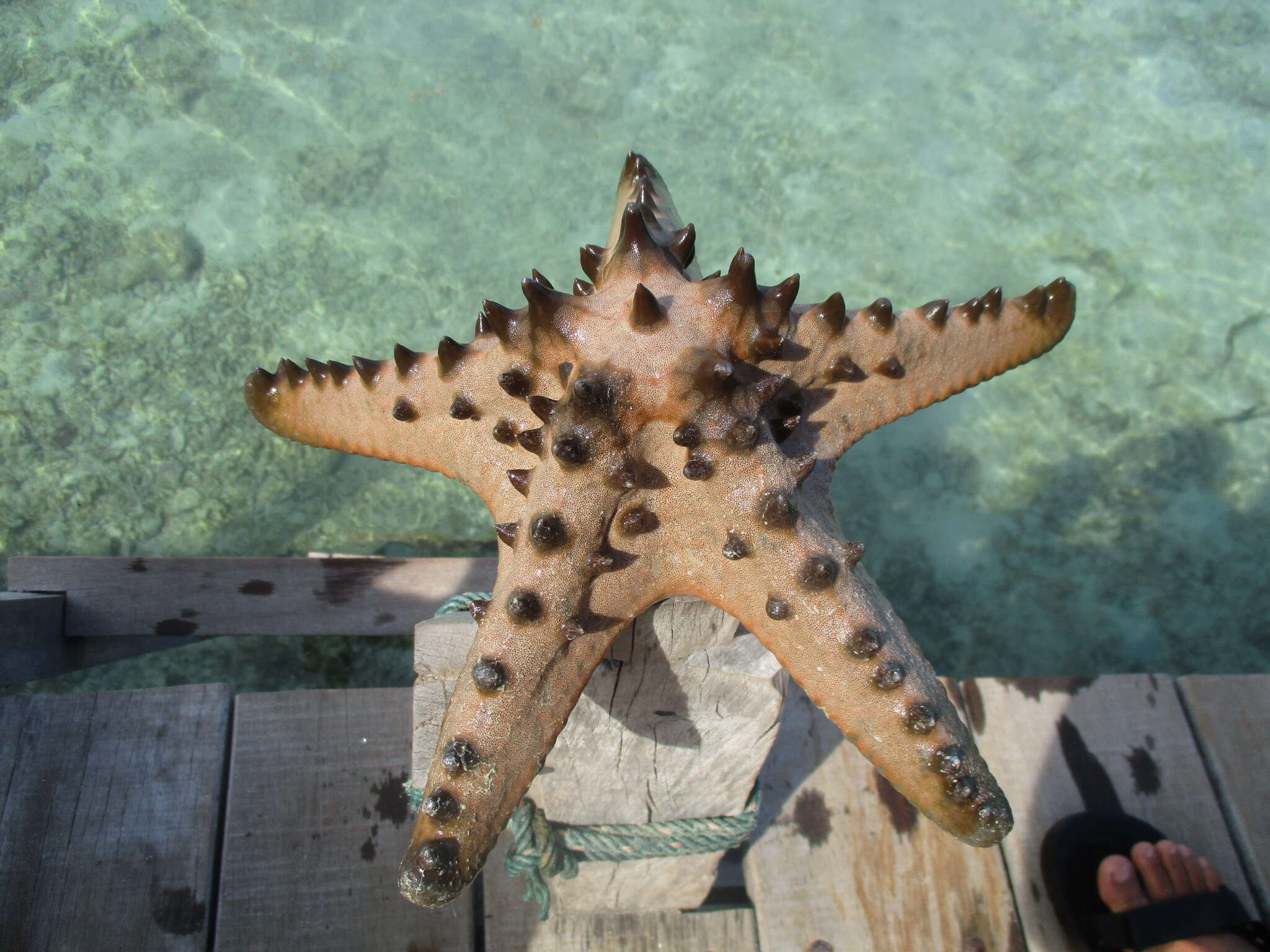 Image of chocolate chip sea star