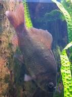 Image of Crucian Carp