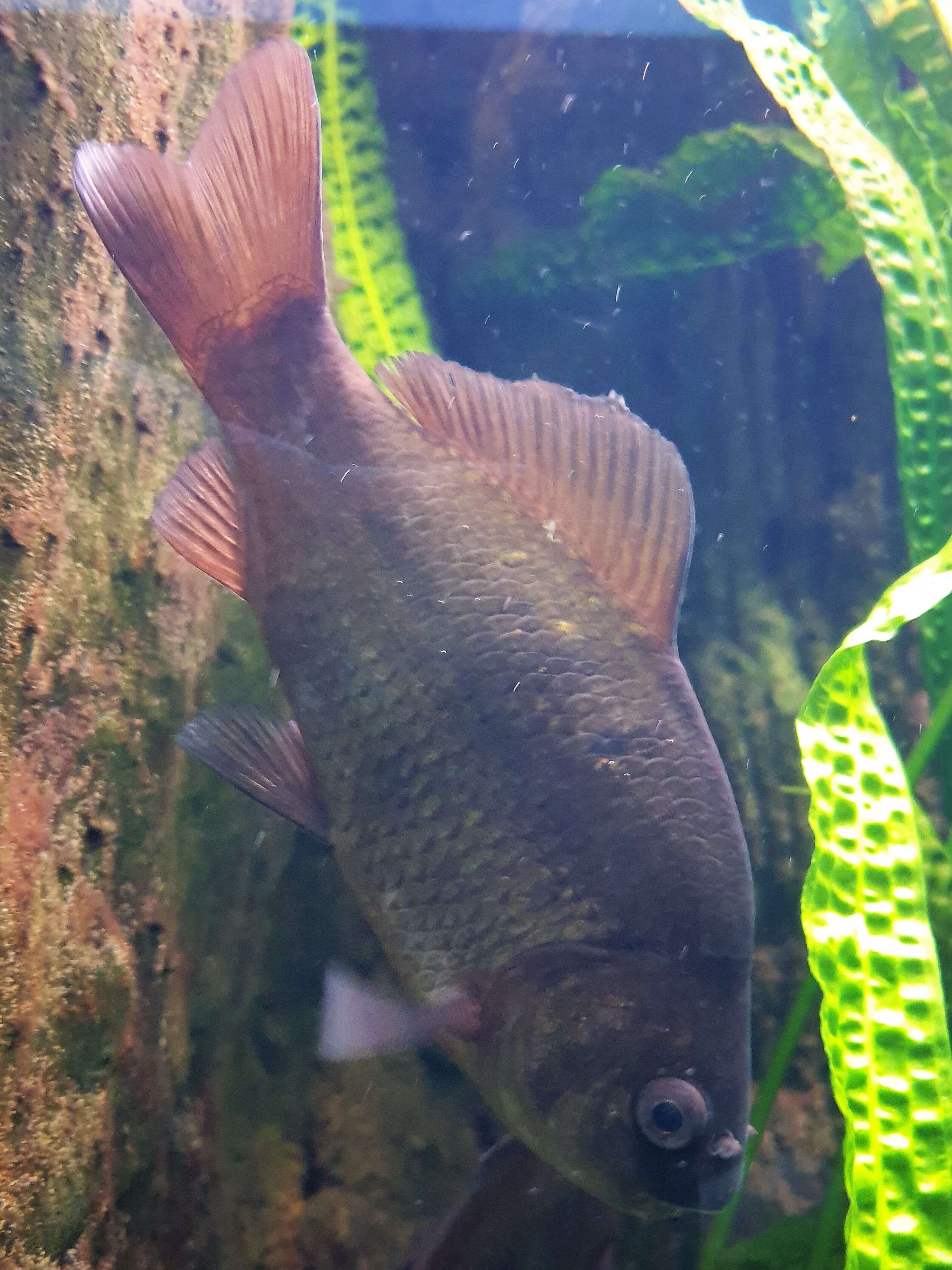 Image of Crucian Carp