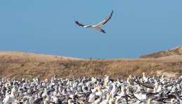 Image of Australasian Gannet