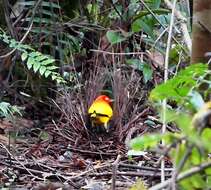 Image of Flame Bowerbird