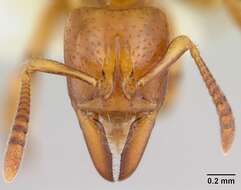 Imagem de Centromyrmex fugator