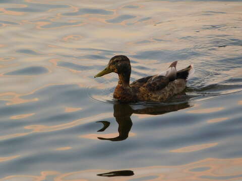 Image of Common Mallard