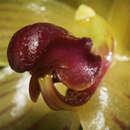 Image of Bulbophyllum pustulatum Ridl.