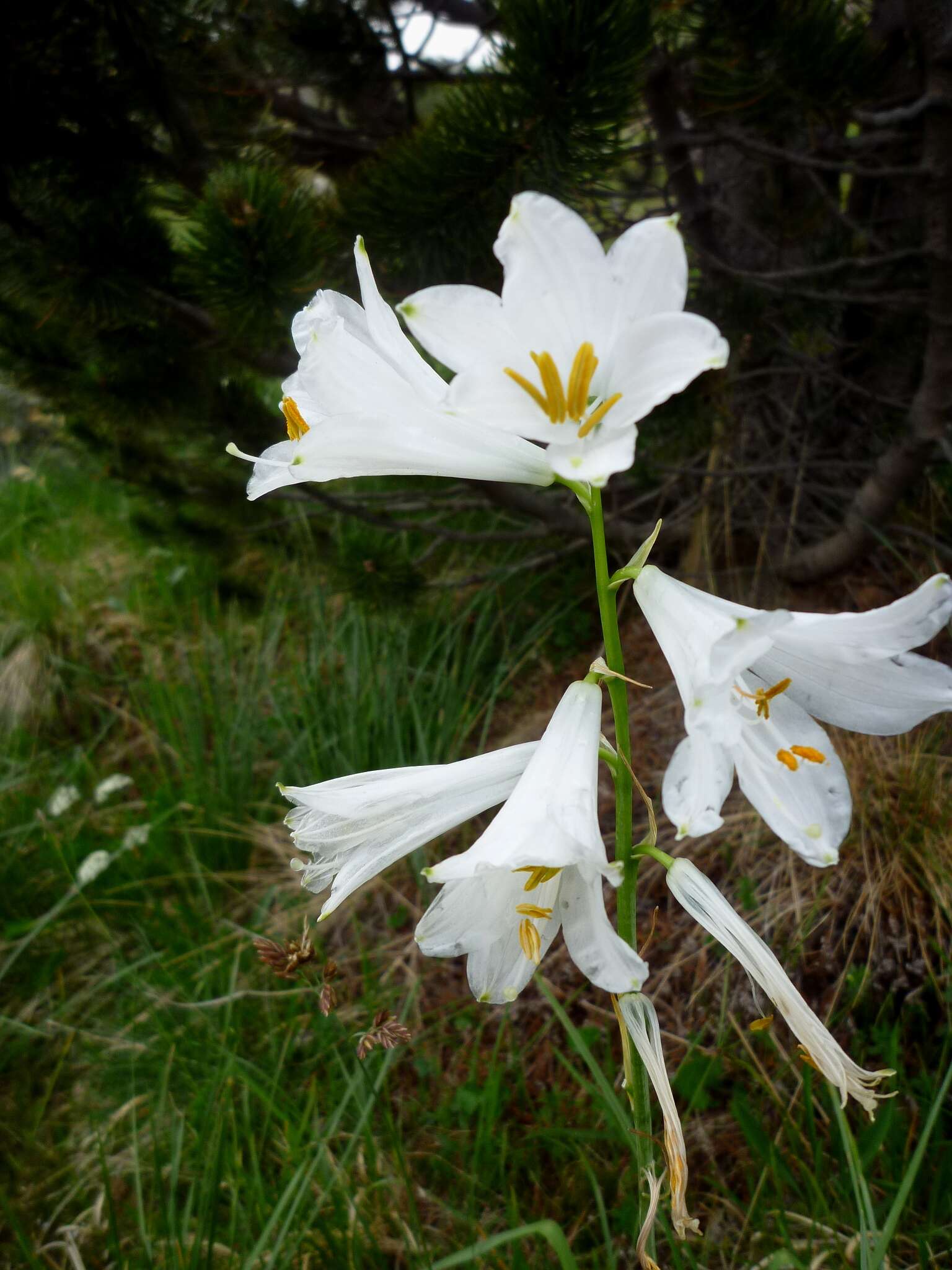 Image of St. Bruno's Lily