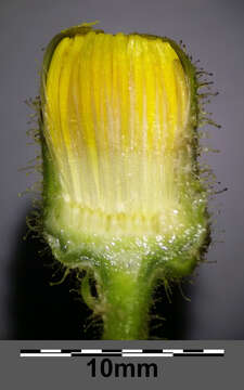 Image of marsh sow-thistle