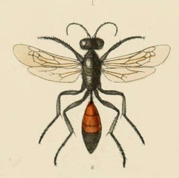 Image of Podalonia hirsuta (Scopoli 1763)