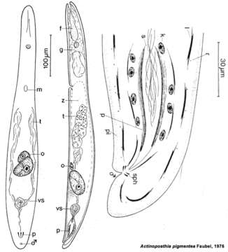 Image of Actinoposthiidae