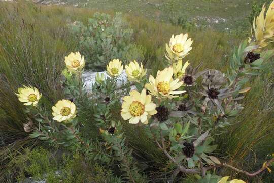 Image of Leucadendron pubibracteolatum I. J. M. Williams