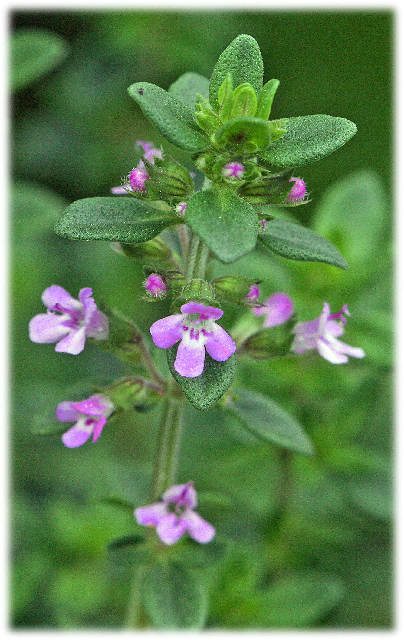 Image of Common Thyme