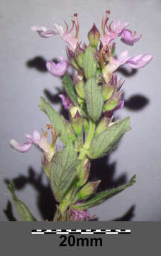 Слика од Teucrium chamaedrys L.