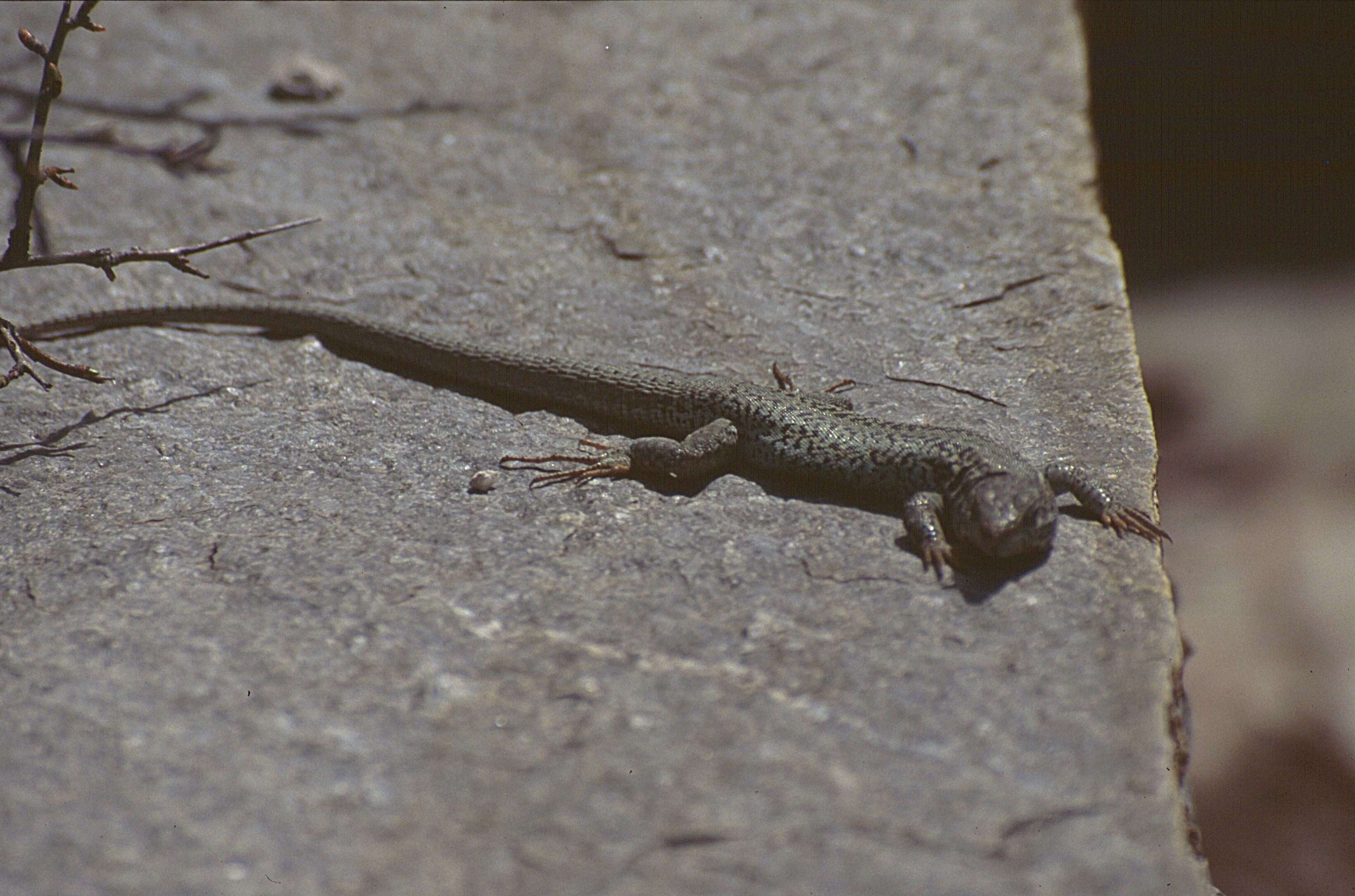 Image of Erhard's Wall Lizard