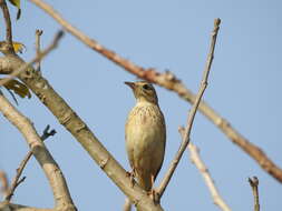 Image de Pipit de Godlewski