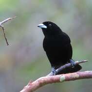 Image of Flame-rumped Tanager