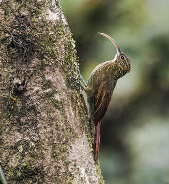 Image of Brown-billed Scythebill