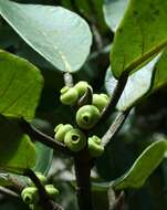 Image of Ficus popenoei Standl.