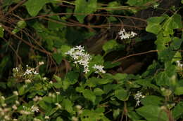 Image of wild leadwort