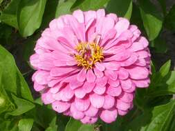 Imagem de Zinnia elegans Jacq.