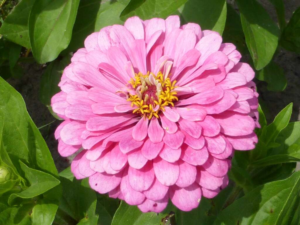 Imagem de Zinnia elegans Jacq.