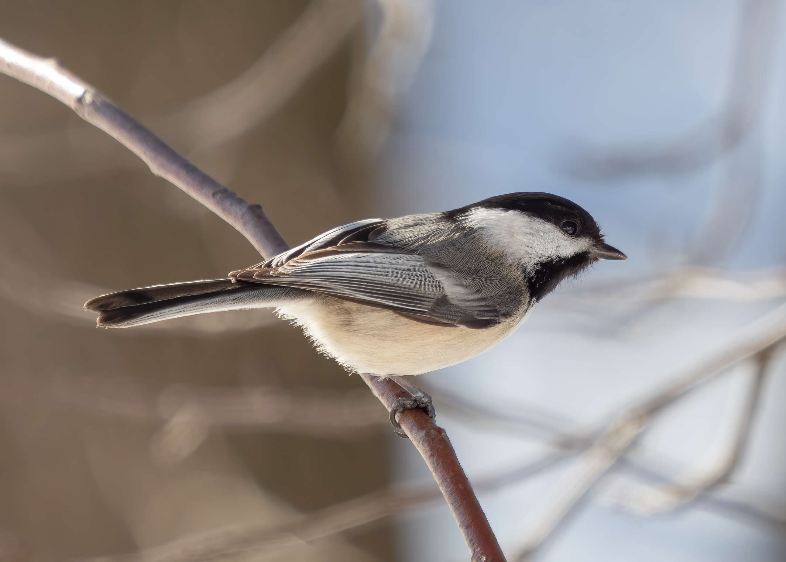 Plancia ëd Poecile atricapillus (Linnaeus 1766)