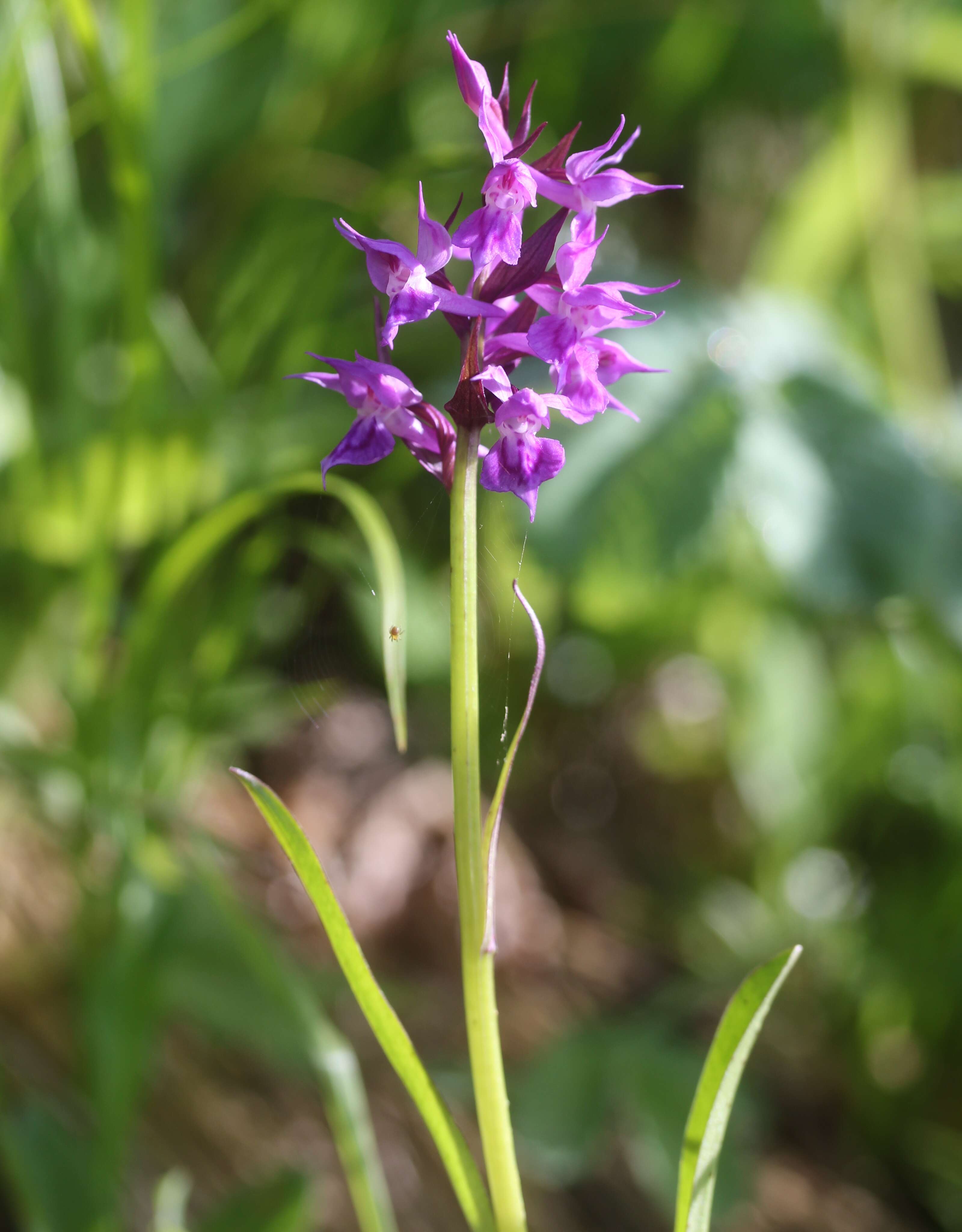 Image de Dactylorhiza aristata (Fisch. ex Lindl.) Soó