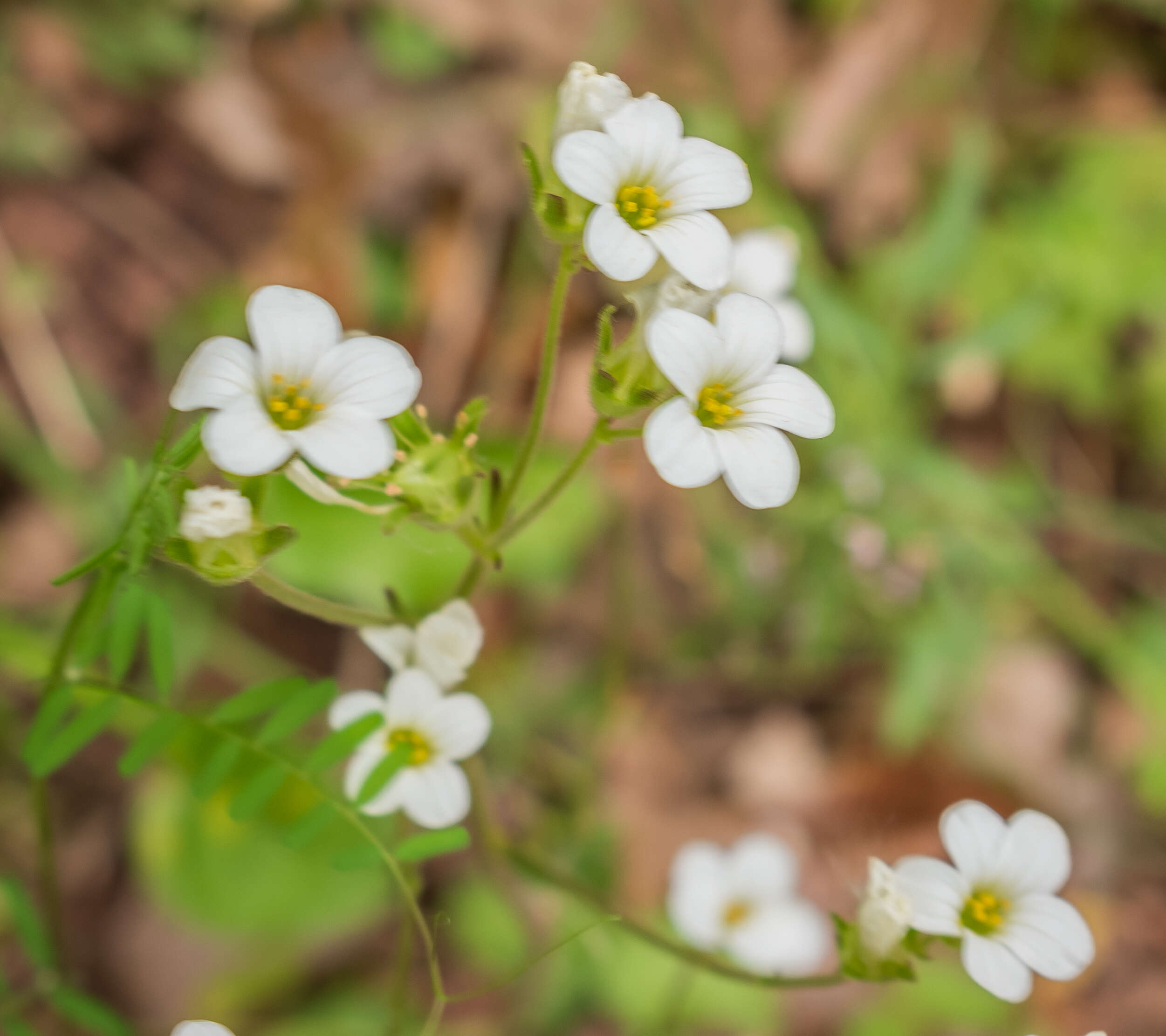 Image of Meadow Saxifrage